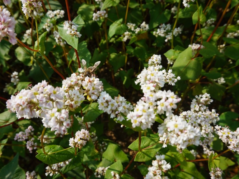 Biene auf Buchweizen