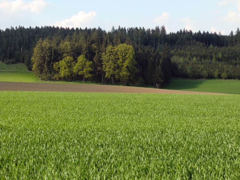 Eine Waldfläche mit Acker im Vordergrund.