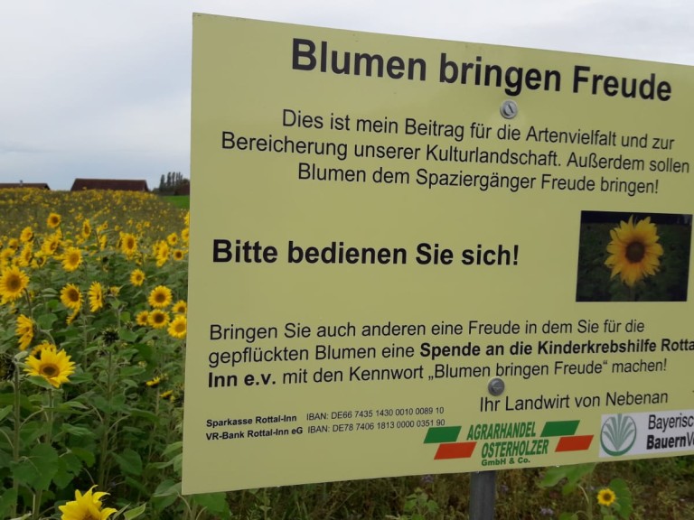 Sonnenblumen ab Feld