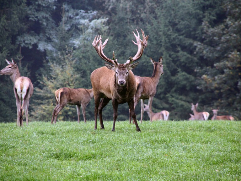Hirsch mit Geweih