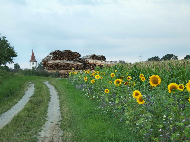 Weg an Blühfläche