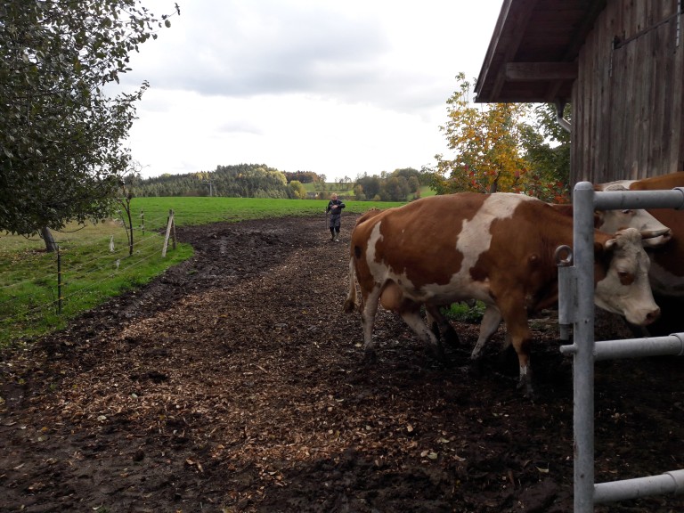 Rinder auf dem Weg von der Weide zum Stall