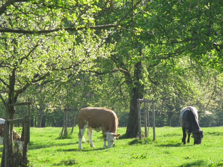 Weidehaltung