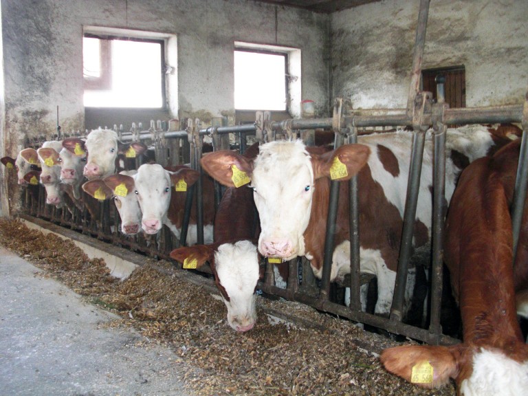 Kühe im Stall in Anbindehaltung