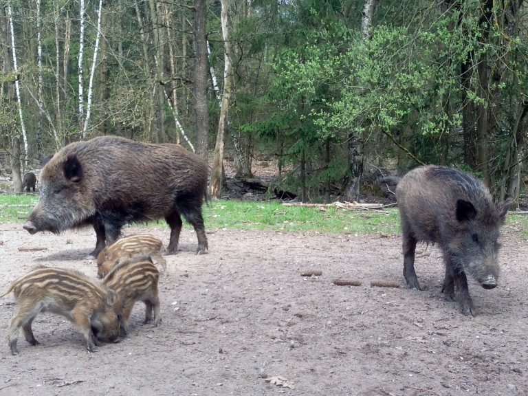 Wildschweine mit Frischlingen