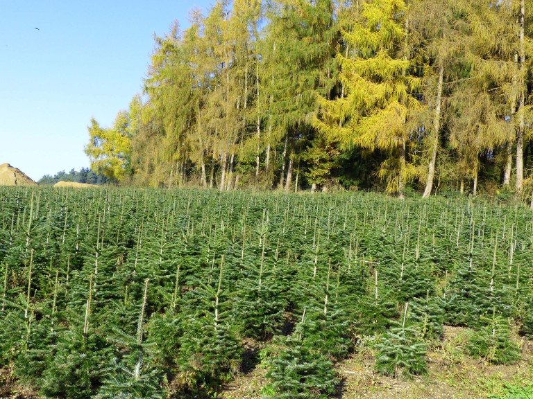 Eine Tannenbaumplantage vor dem Wald