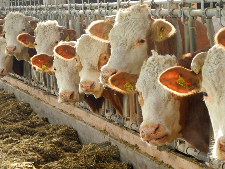 Milchkühe im Stall in Bayern