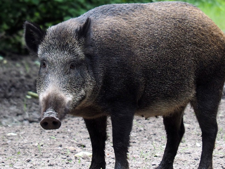 Wildschwein