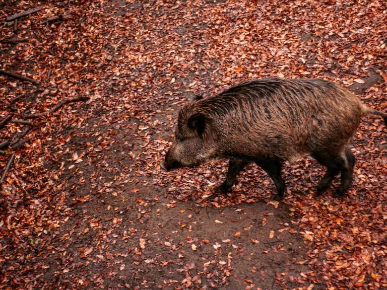 Wildschwein