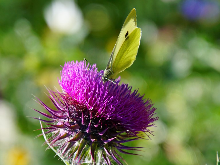 Schmetterling auf Blüte