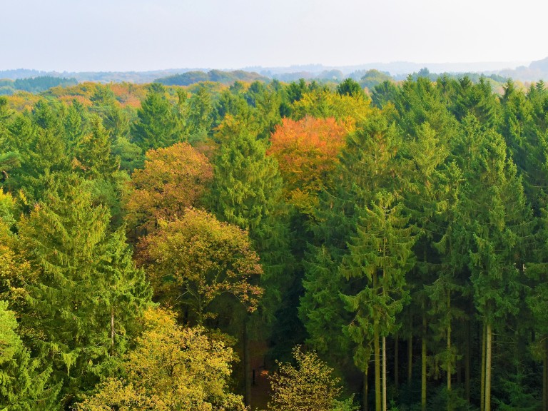 Landschaft mit Wald