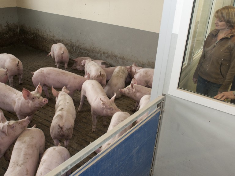 Schweinemast Stallfenster