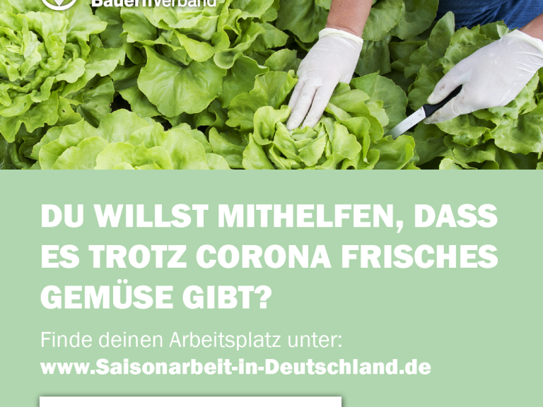 Erntehelfer für Gemüse gesucht