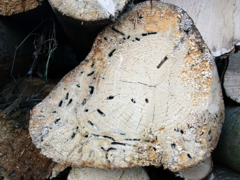 Ein von Borkenkäfer befallener Baumstamm im Querschnitt. 
