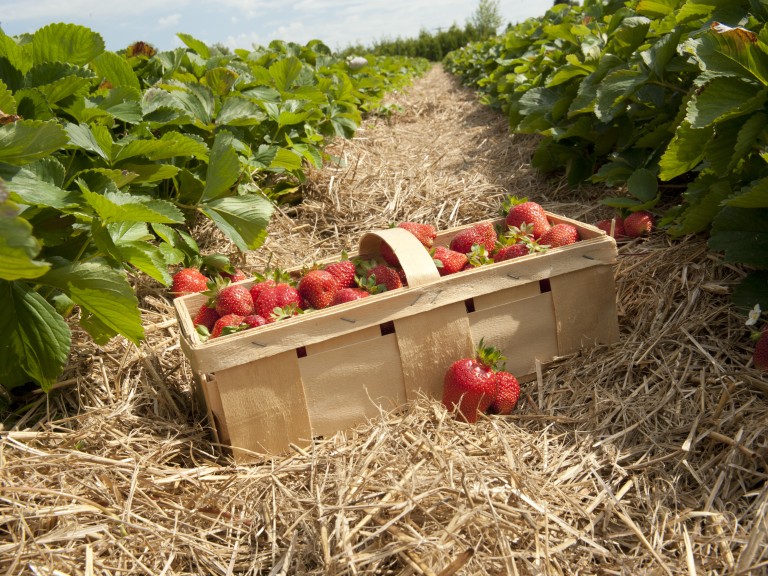 geerntete Erdbeeren