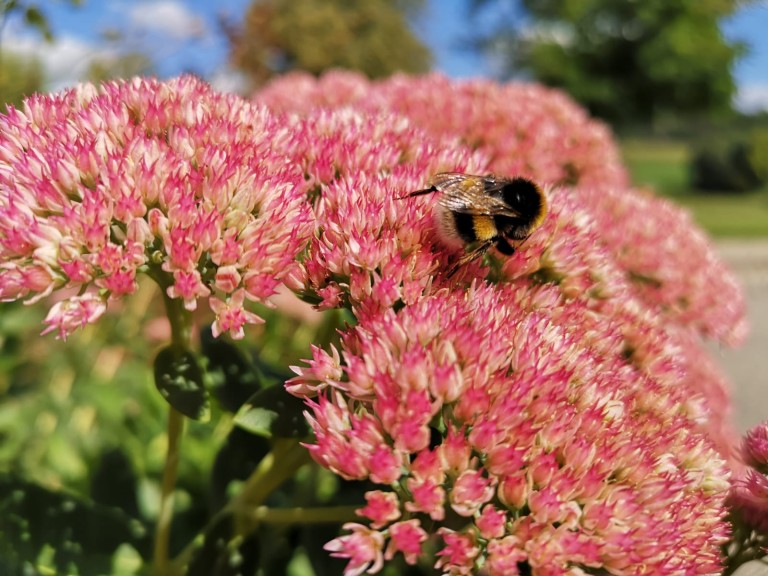 Insektenfreundliche "Fette Henne"