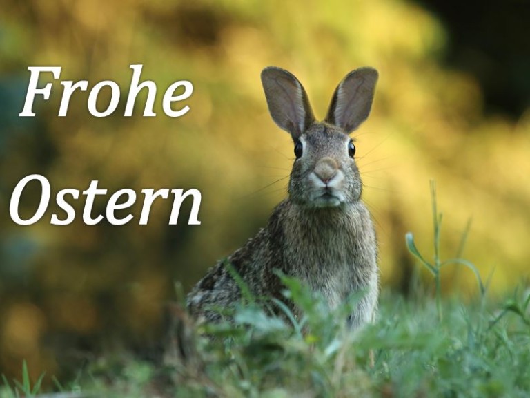 Hase