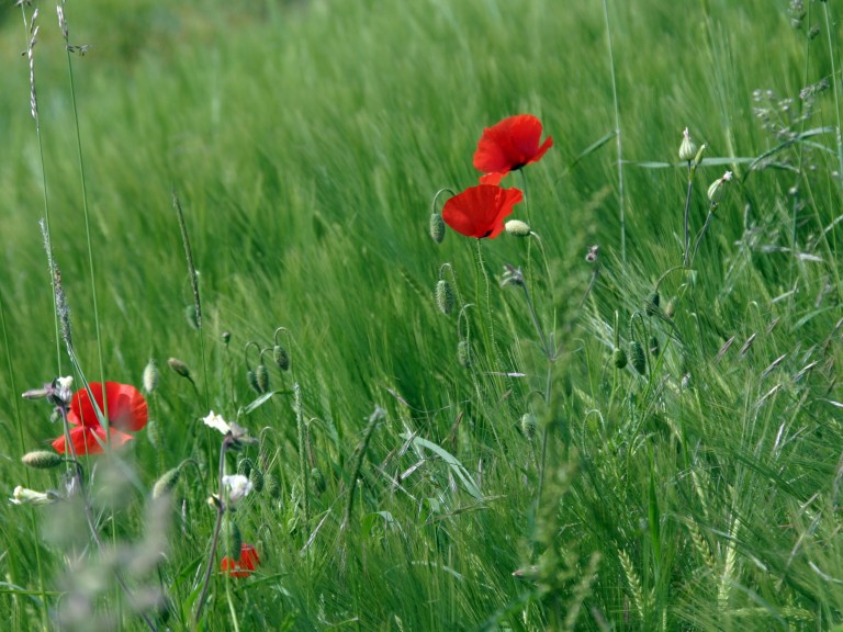 Eine Mohnblume im Gerstenfeld.