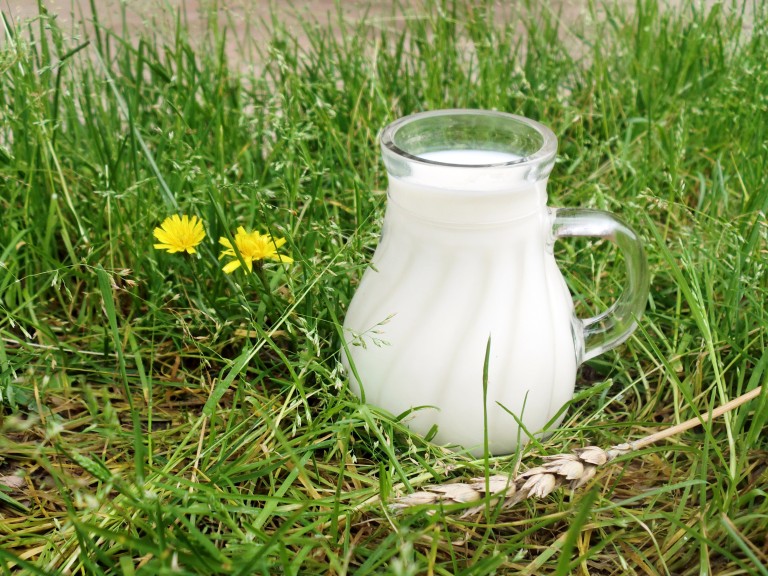 Ein kleines Milchkännchen steht im Gras.