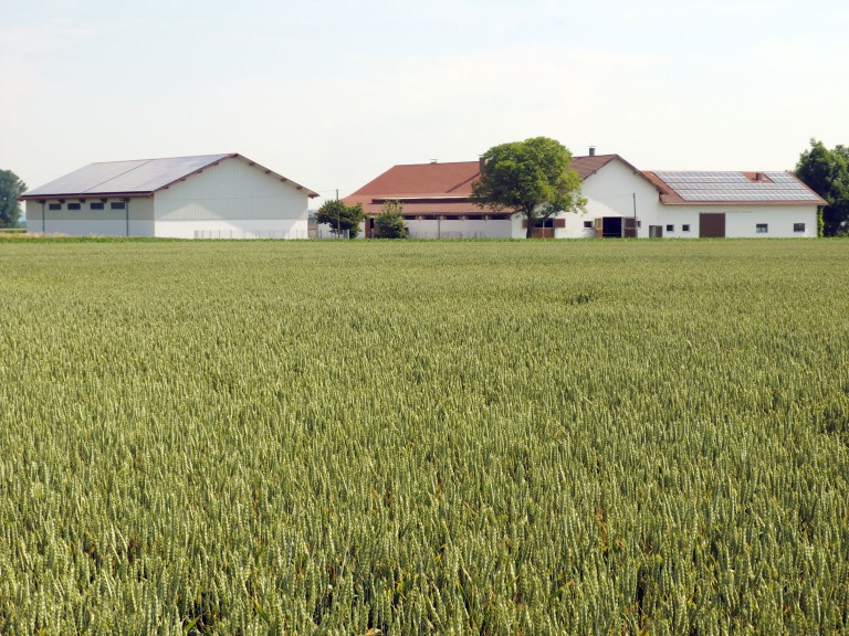 Ein Bauernhof mit Feld Getreidefeld im Vordergrund.
