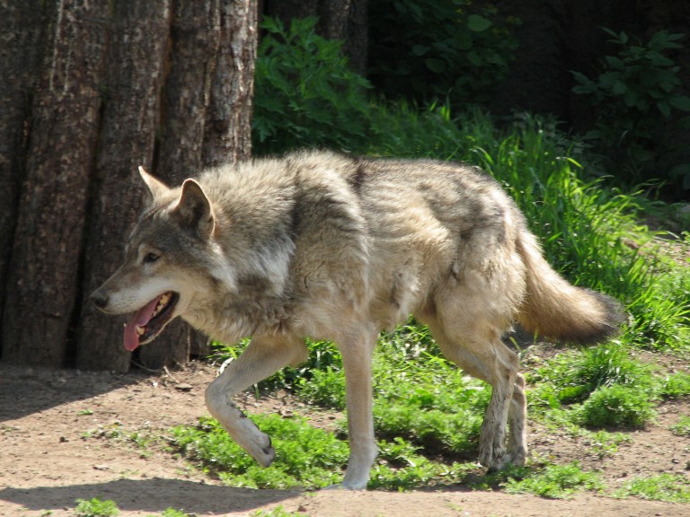 Beutegreifer wie der Wolf gefährden Tiere in Weidehaltung. 