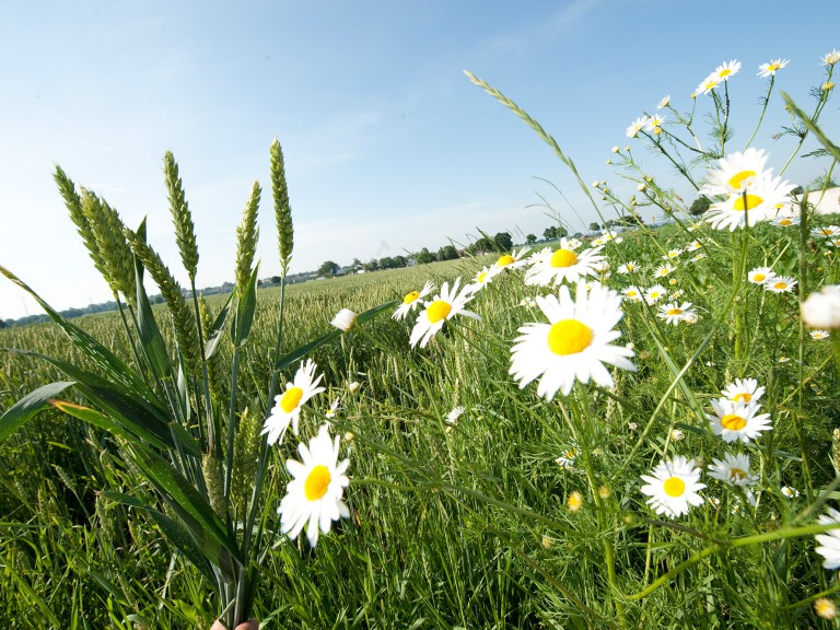 Weizenfeld mit Blüten