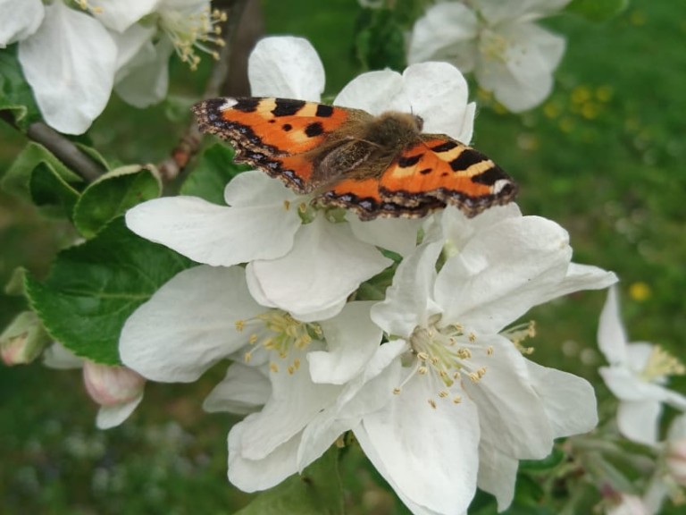 2020-05-07-Blumen und Bienen