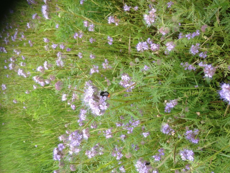 Phacelia