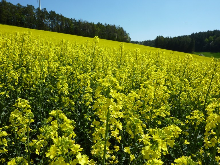 Rapsblüte