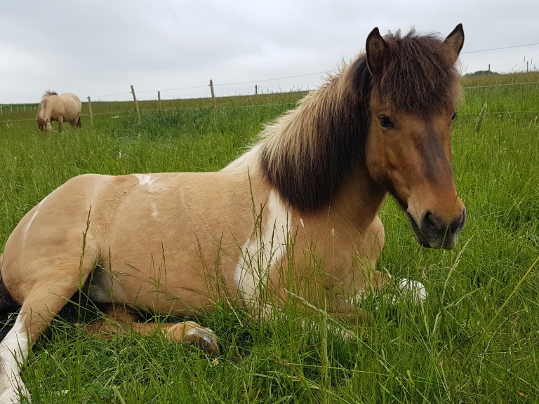 Pferd in Wiese liegend