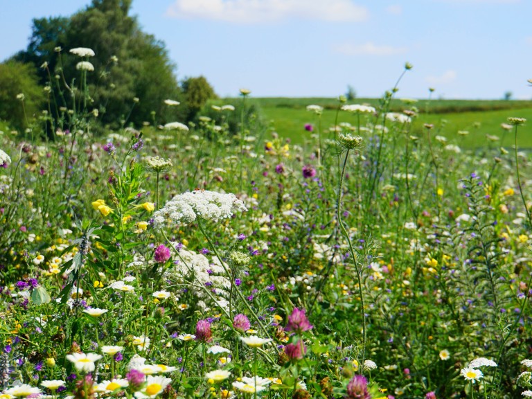 Eine Wiese mit vielen verschieden blühenden Blumen.