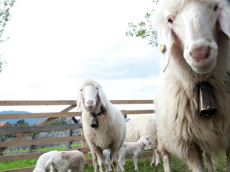 Schafe und Ziegen mit Kopfprämie