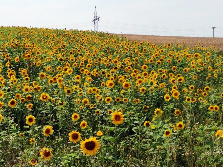 Ein Feld voller Sonnenblumen.