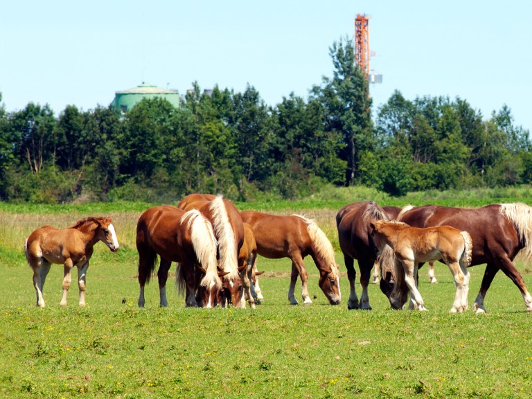 Viele Pferde stehen auf einer Weide.