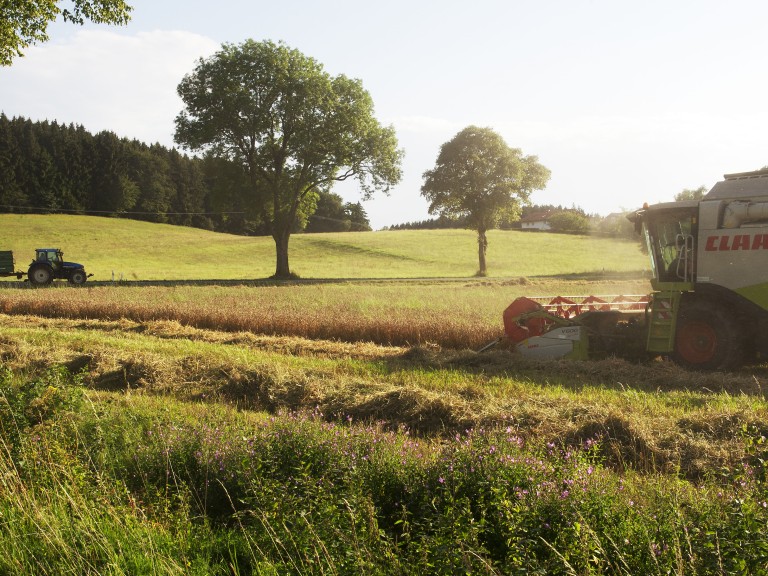 Ein Mähdrescher auf einem Feld bei der Ernte.