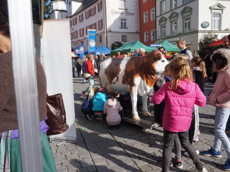 Schüler an der Milchkuh