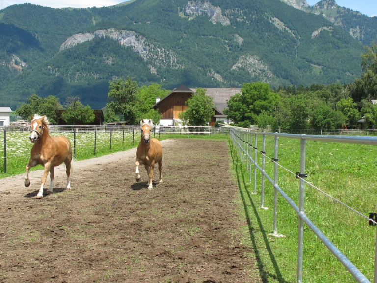 Pferde auf dem Blaslhof