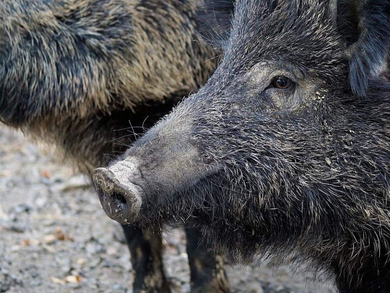 Wildschweine