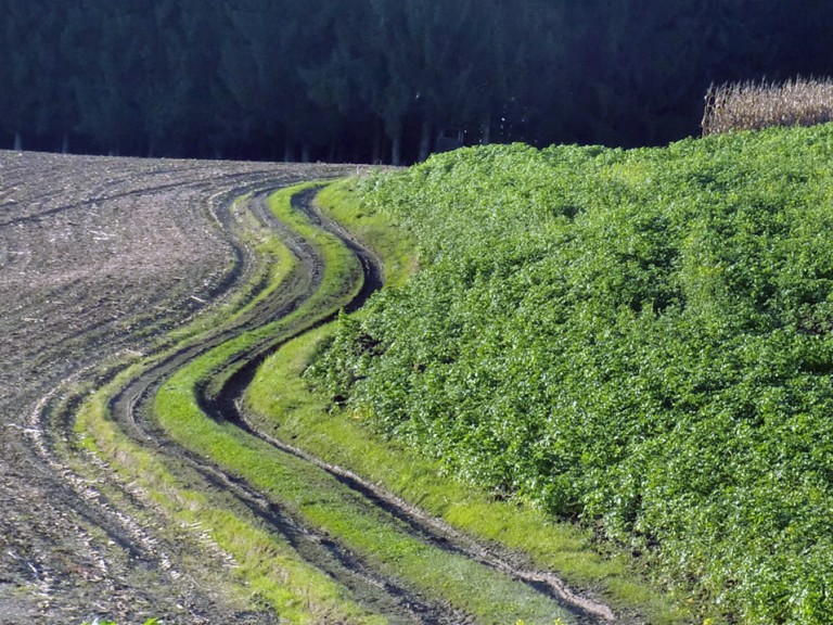 Feldweg zwischen Acker und Zwischenfrucht.