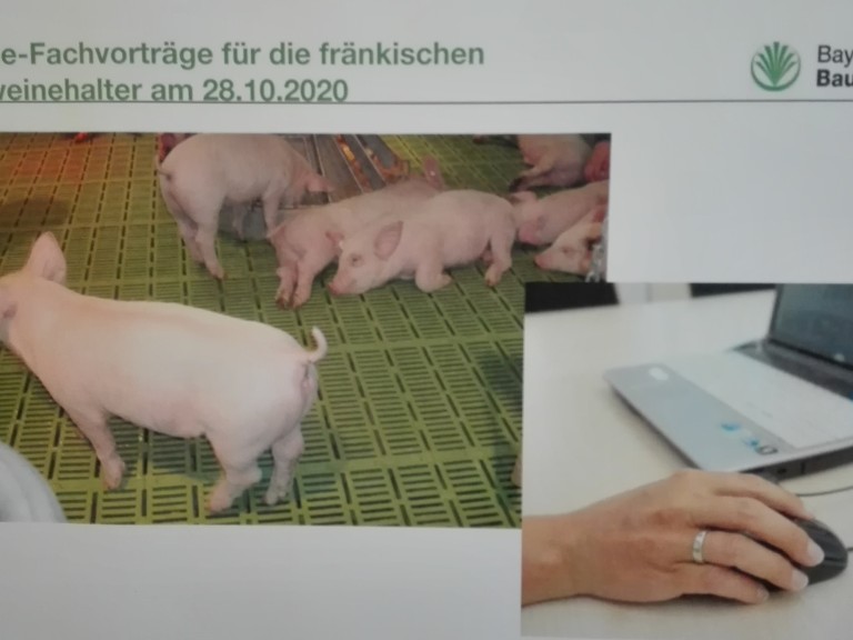 Schweinehalter Online Fachvorträge