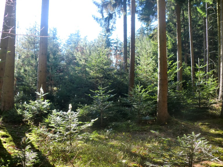 Wald