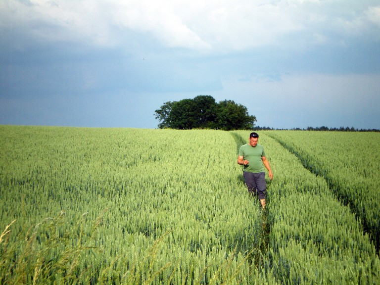 Ein junger Mann geht durchs Weizenfeld.