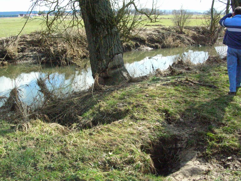 Biberschäden-Fessenheim