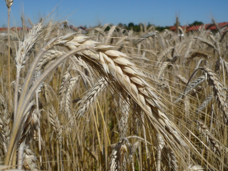 Titelbild Bio Triticale