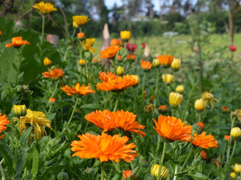 Orangene Blümchen