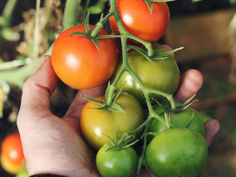 Tomaten im Garten