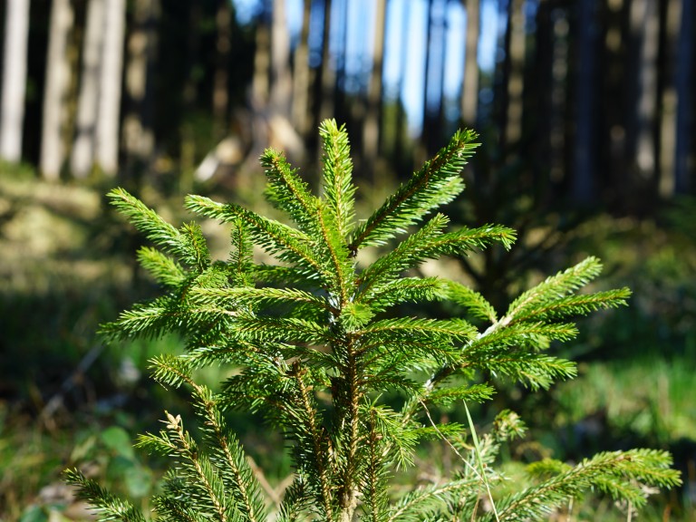 Junge Fichte im Wald.