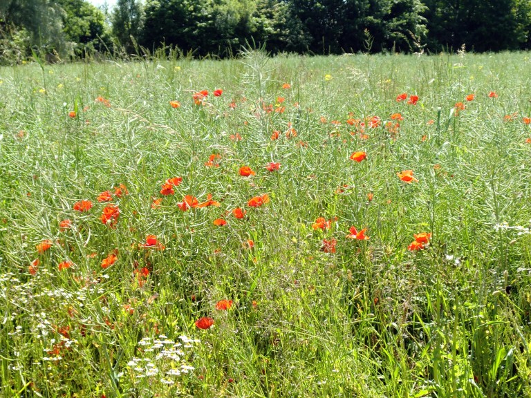 Eine Rapsfeld mit Mohnblüten.