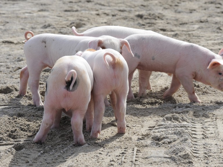 Schweine