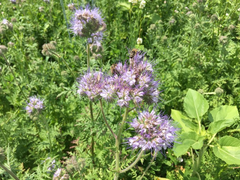 Bienen tummeln sich auf Blühpflanzen.